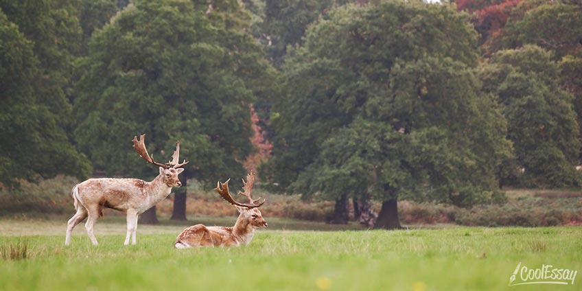 Deer Deer