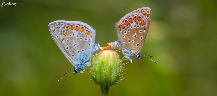 Two Butterflies Two Butterflies